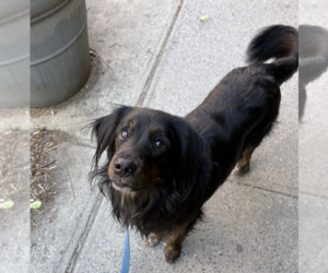 Australian Shepherd-Spaniel Mix Dogs for adoption in Brooklyn, NY, USA