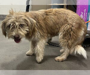 Old English Sheepdog-Unknown Mix Dogs for adoption in Forestville, MD, USA