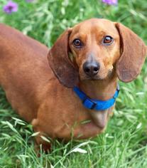 Chiweenie Dogs for adoption in Alta loma, CA, USA