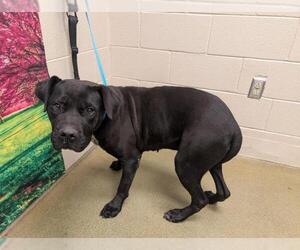 American Pit Bull Terrier-Unknown Mix Dogs for adoption in Moreno Valley, CA, USA