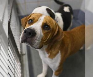 American Staffordshire Terrier-Unknown Mix Dogs for adoption in San Antonio, TX, USA