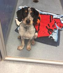 Bluetick Coonhound Dogs for adoption in Jacksonville , FL, USA