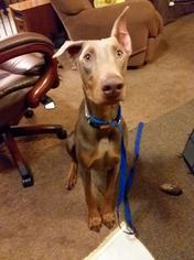 Doberman Pinscher Dogs for adoption in New Oxford , PA, USA
