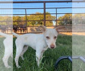 Chi-Corgi Dogs for adoption in North Richland Hills, TX, USA