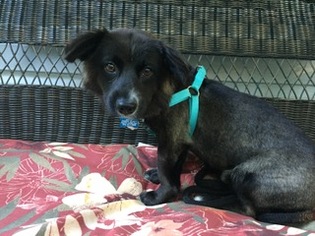 Dorgi Dogs for adoption in Roxboro, NC, USA