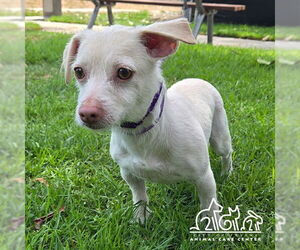 Cairn Terrier Dogs for adoption in Irvine, CA, USA