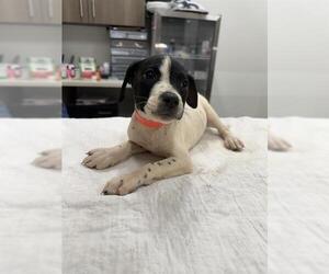 Mutt Dogs for adoption in Baytown, TX, USA