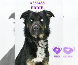 Australian Shepherd-Unknown Mix Dogs for adoption in Stockton, CA, USA