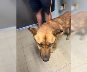 Labrador Retriever-Unknown Mix Dogs for adoption in Stockton, CA, USA