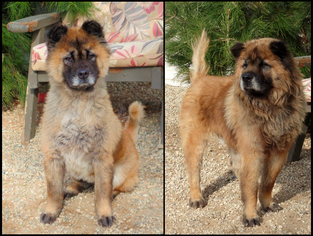 Chow Chow Dogs for adoption in Fallbrook, CA, USA