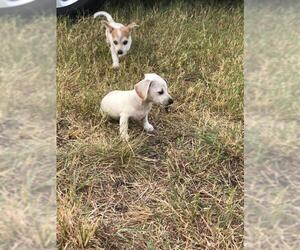 Chiweenie Dogs for adoption in Thorndale, TX, USA