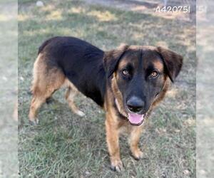 German Shepherd Dog-Unknown Mix Dogs for adoption in Conroe, TX, USA