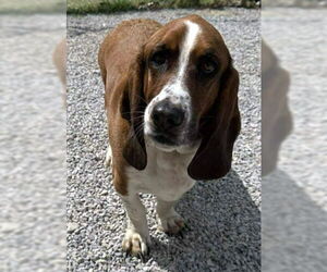 Basset Hound Dogs for adoption in Deepwater, NJ, USA
