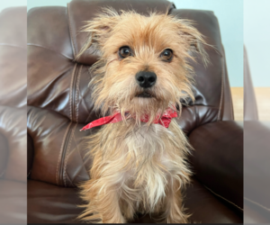 Mutt Dogs for adoption in Cranston, RI, USA