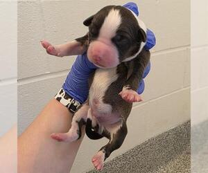 American Staffordshire Terrier-Unknown Mix Dogs for adoption in Houston, TX, USA