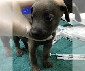 German Shepherd Dog-Unknown Mix Dogs for adoption in Riverside, CA, USA