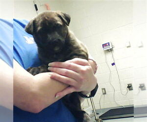 Mutt Dogs for adoption in Fayetteville, NC, USA