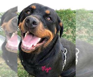 Rottweiler Dogs for adoption in Kendallville, IN, USA