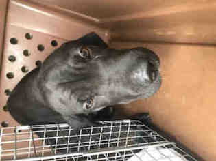 Bloodhound Dogs for adoption in Fort Walton Beach, FL, USA