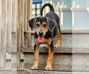 Catahoula Leopard Dog-Rottweiler Mix Dogs for adoption in Chicago, IL, USA