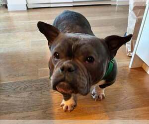 French Bulldog-Unknown Mix Dogs for adoption in New York, NY, USA