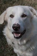 Golden Pyrenees Dogs for adoption in Rockaway, NJ, USA
