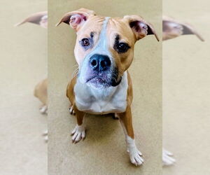 Boxer-Unknown Mix Dogs for adoption in Derwood, MD, USA