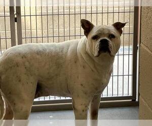 American Pit Bull Terrier-Unknown Mix Dogs for adoption in Orange, CA, USA