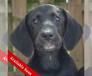 Coonhound-Unknown Mix Dogs for adoption in Huntley, IL, USA