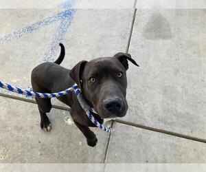 American Pit Bull Terrier Dogs for adoption in Bakersfield, CA, USA