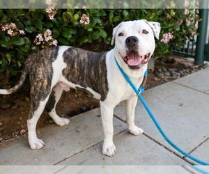 American Pit Bull Terrier Dogs for adoption in Pasadena, CA, USA