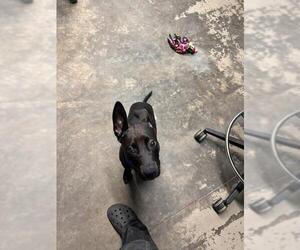 Labrador Retriever Dogs for adoption in Tallahassee, FL, USA