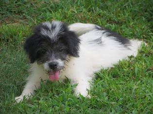 Bearded Collie Dogs for adoption in Longview, TX, USA