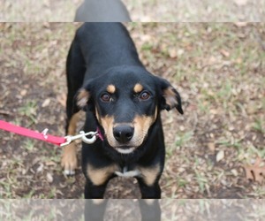 Doberman Pinscher-Unknown Mix Dogs for adoption in Arlington, TX, USA