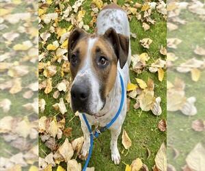 German Shorthaired Pointer-Unknown Mix Dogs for adoption in Anchorage, AK, USA