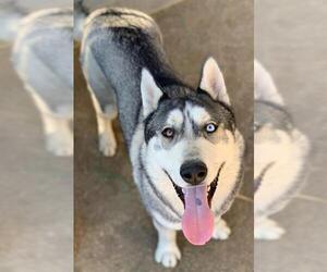 Medium Photo #1 Siberian Husky Puppy For Sale in Riverside, CA, USA