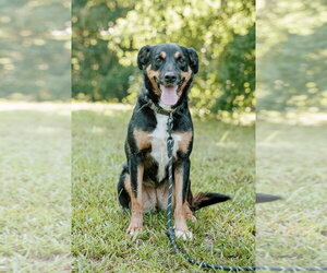 Greater Swiss Mountain Dog-Labrador Retriever Mix Dogs for adoption in Attalka, AL, USA