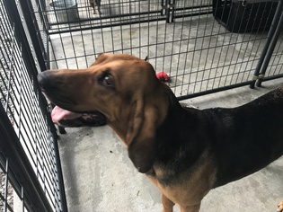Bloodhound Dogs for adoption in Albemarle, NC, USA
