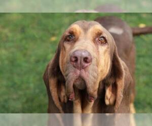 Bloodhound Dogs for adoption in Mankato, MN, USA