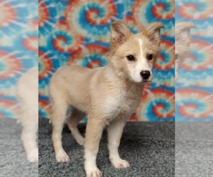 Border Collie Dogs for adoption in Talladega, AL, USA