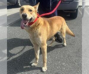 German Shepherd Dog Dogs for adoption in Downey, CA, USA