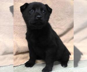 Mutt Dogs for adoption in Thief River Falls, MN, USA