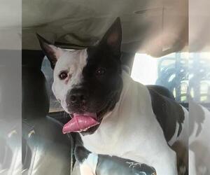 American Staffordshire Terrier Dogs for adoption in San Antonio, TX, USA