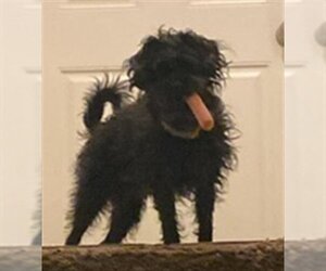 Poodle (Miniature)-Unknown Mix Dogs for adoption in Ogden, UT, USA