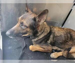 German Shepherd Dog Dogs for adoption in San Antonio, TX, USA