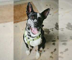 Medium Photo #1 Mutt Puppy For Sale in Candler, NC, USA