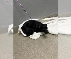 Border Collie-Unknown Mix Dogs for adoption in Las Vegas, NV, USA