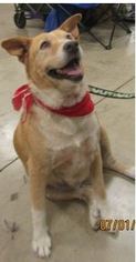 Medium Photo #1 Collie-Labrador Retriever Mix Puppy For Sale in Von Ormy, TX, USA