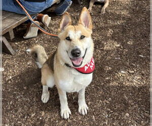 German Shepherd Dog Dogs for adoption in Martinez, CA, USA