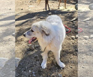 Great Pyrenees Dogs for adoption in Croydon, NH, USA